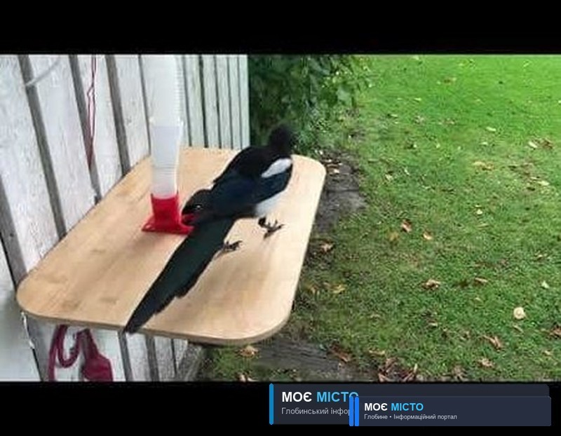 BirdBox: Розробник навчив пташок збирати сміття за винагороду
