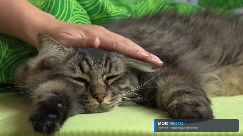 Скільки живуть коти?
