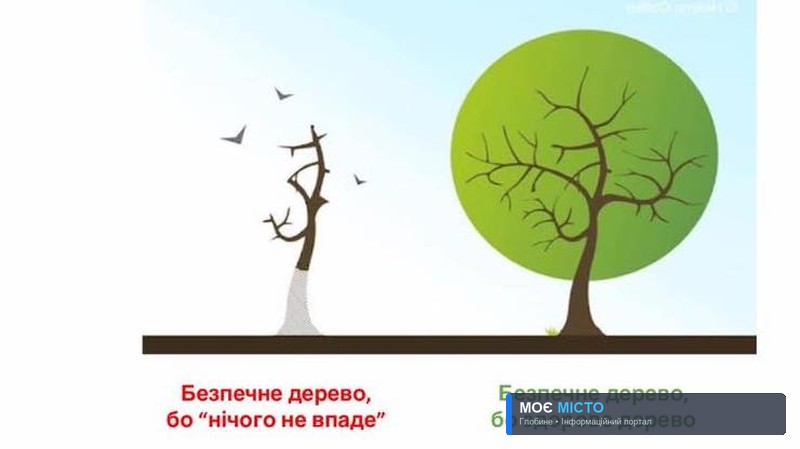 Комунальникам заборонили проводити «омолоджувальне» обрізання дерев (графіка)