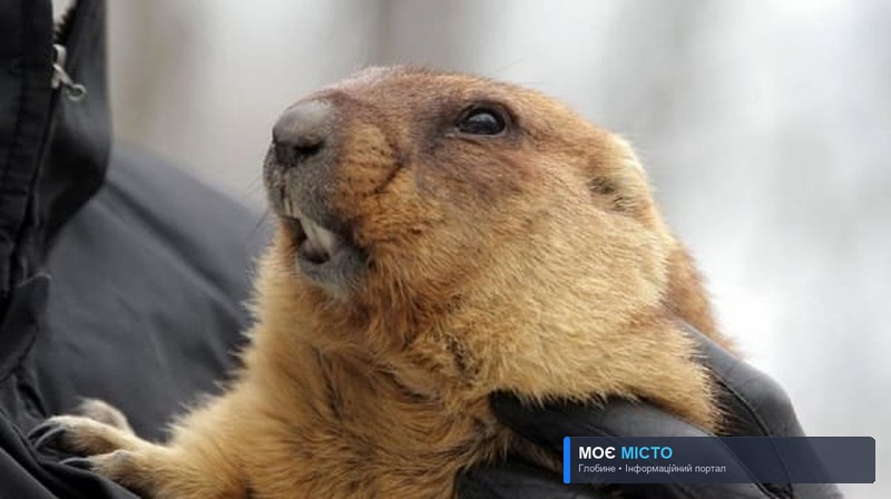 День бабака 2021 – коли весна прийде до Глобине?